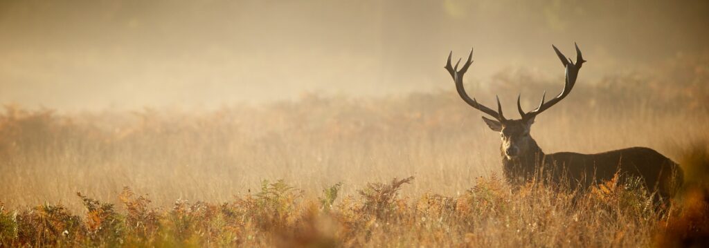 Save on Deer Hunting Weapons 